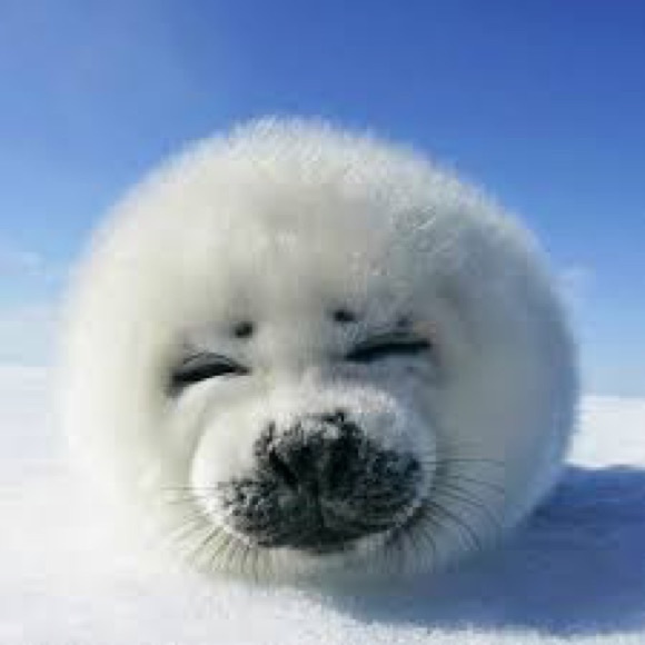 seal_s